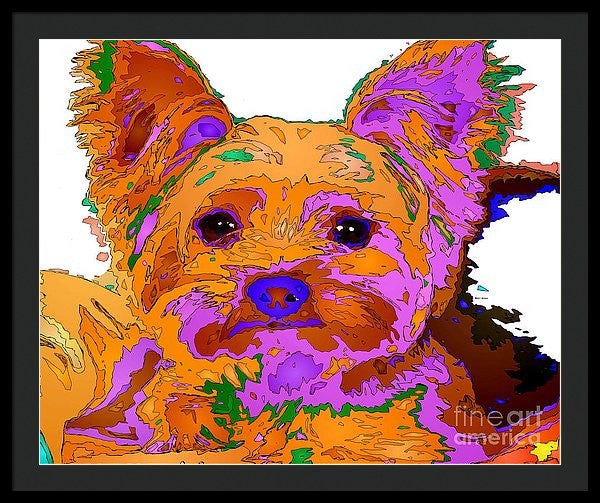 Framed Print - Buddy The Baby. Pet Series