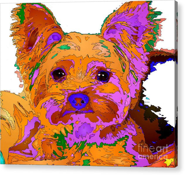 Acrylic Print - Buddy The Baby. Pet Series