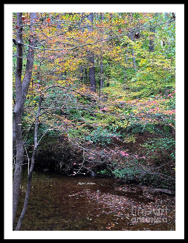 Framed Print - Dream Woods In Georgia