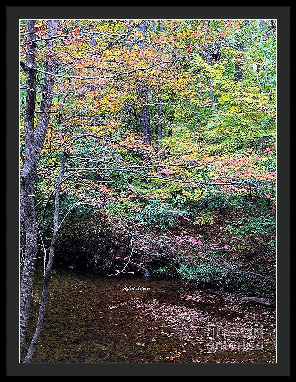 Framed Print - Dream Woods In Georgia