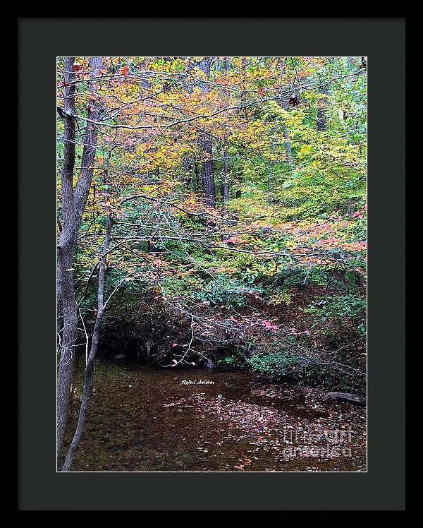 Framed Print - Dream Woods In Georgia