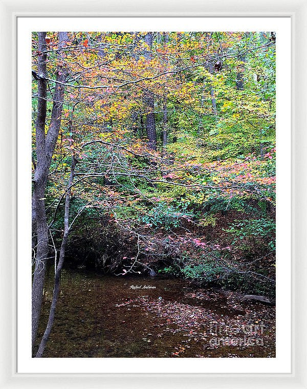 Framed Print - Dream Woods In Georgia