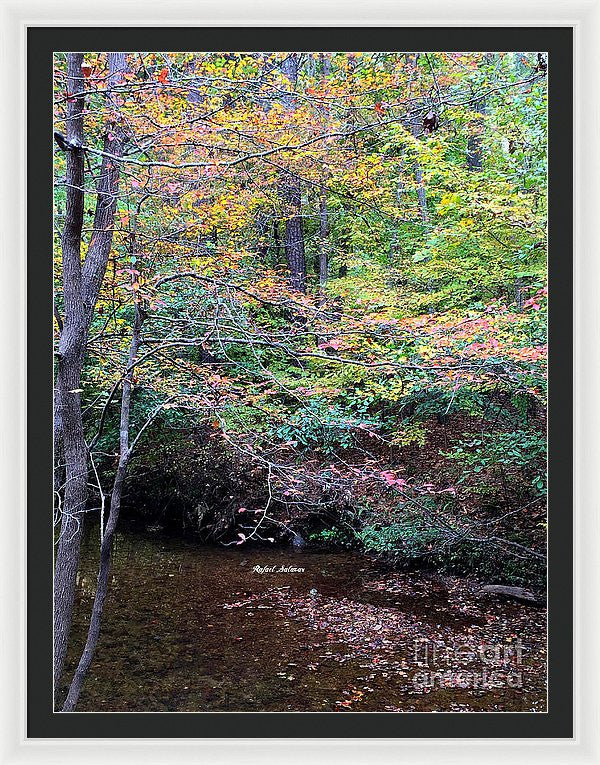 Framed Print - Dream Woods In Georgia