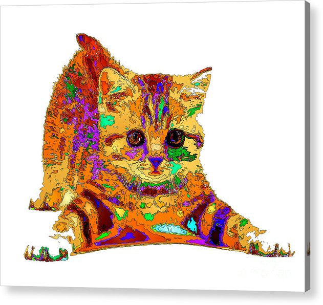 Impression acrylique - Jelly Bean le chaton. Série pour animaux de compagnie