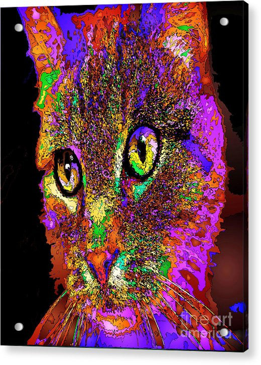 Acrylic Print - Muffin The Cat. Pet Series