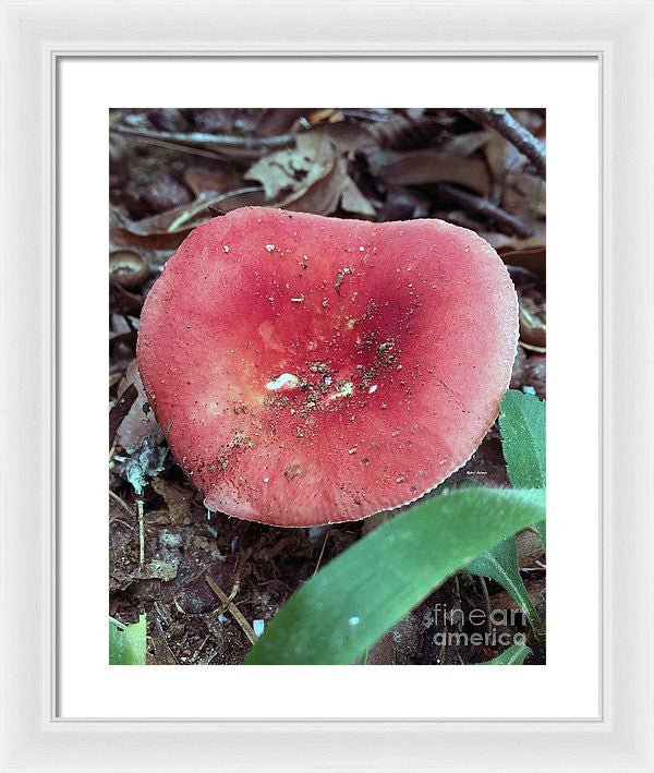 Framed Print - Mushrooms In The Woods