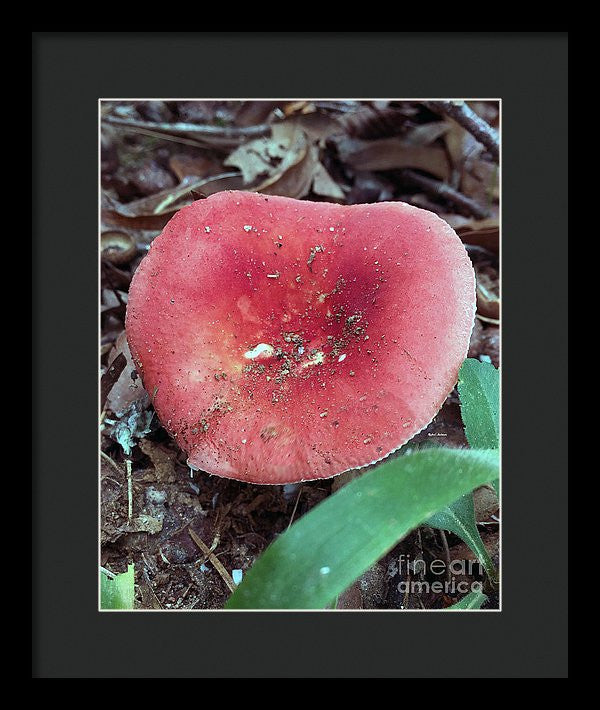 Framed Print - Mushrooms In The Woods