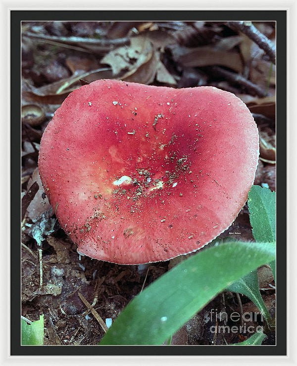 Framed Print - Mushrooms In The Woods