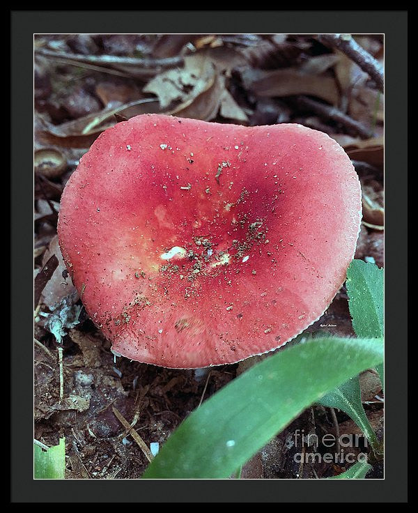 Framed Print - Mushrooms In The Woods