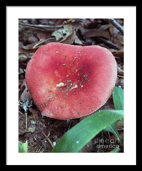 Framed Print - Mushrooms In The Woods