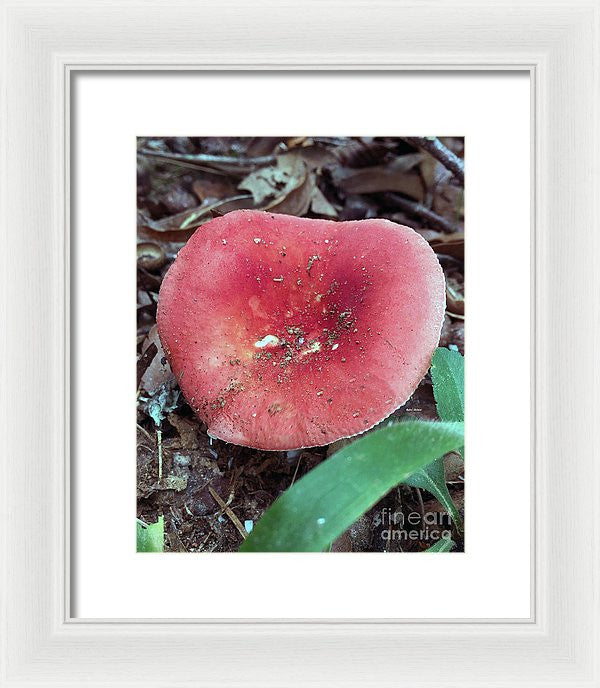 Framed Print - Mushrooms In The Woods