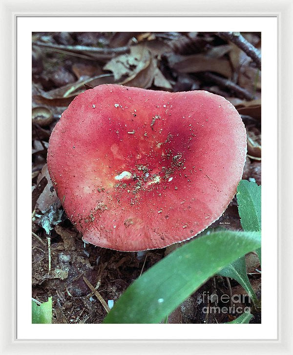 Framed Print - Mushrooms In The Woods