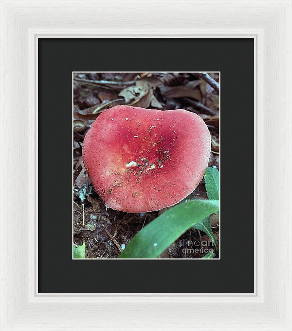 Framed Print - Mushrooms In The Woods