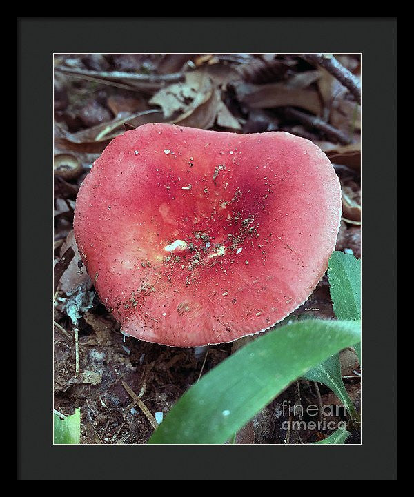 Framed Print - Mushrooms In The Woods