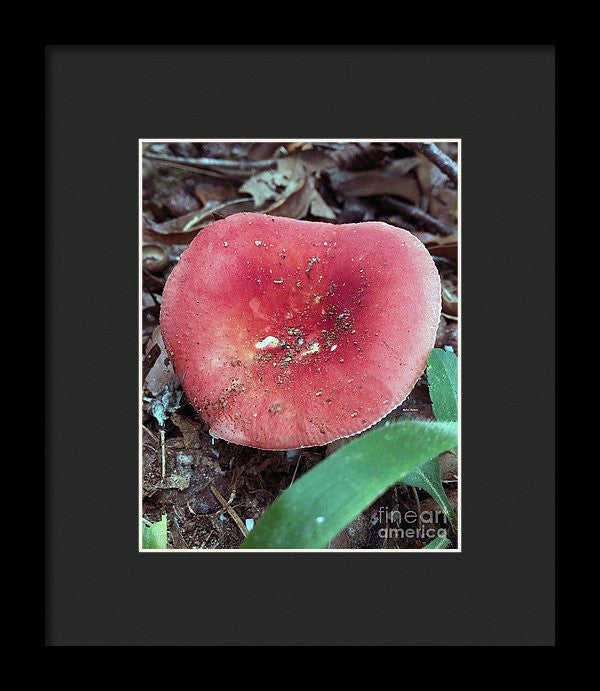 Framed Print - Mushrooms In The Woods