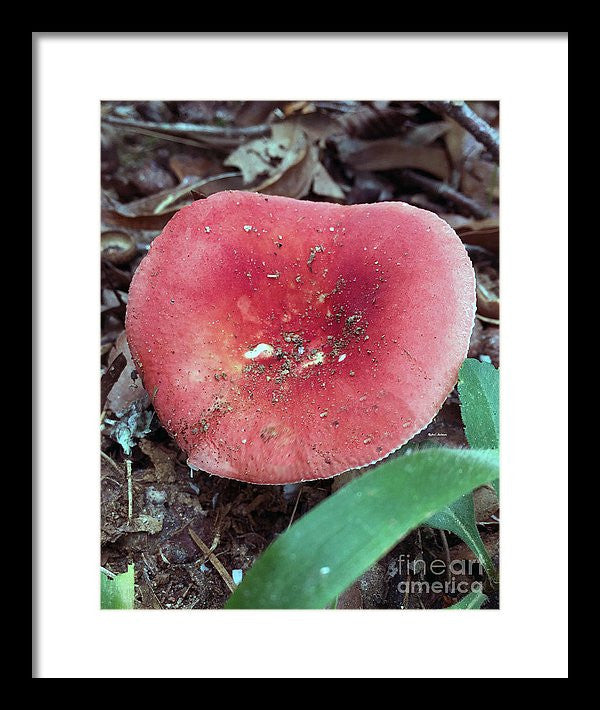 Framed Print - Mushrooms In The Woods