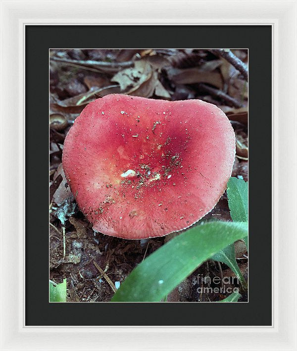 Framed Print - Mushrooms In The Woods