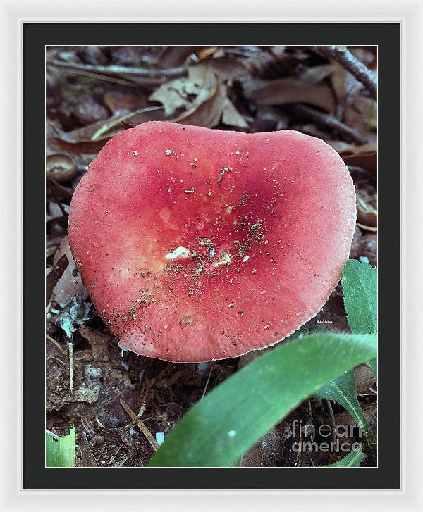 Framed Print - Mushrooms In The Woods