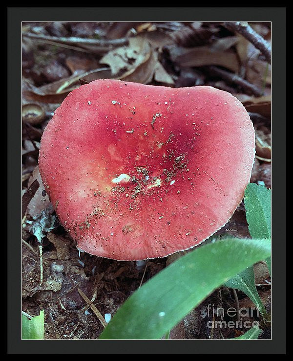 Framed Print - Mushrooms In The Woods