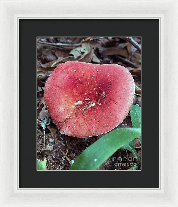 Framed Print - Mushrooms In The Woods