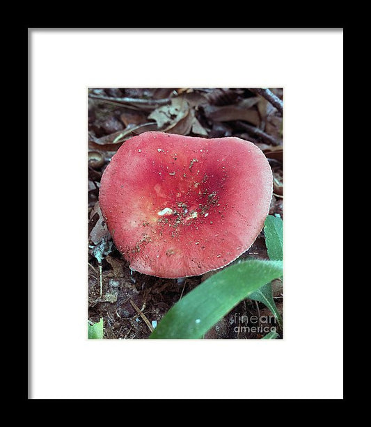 Framed Print - Mushrooms In The Woods