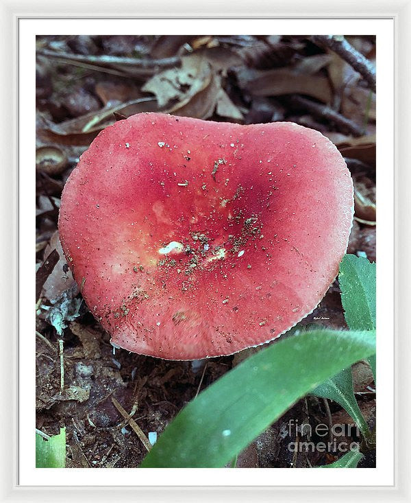 Framed Print - Mushrooms In The Woods