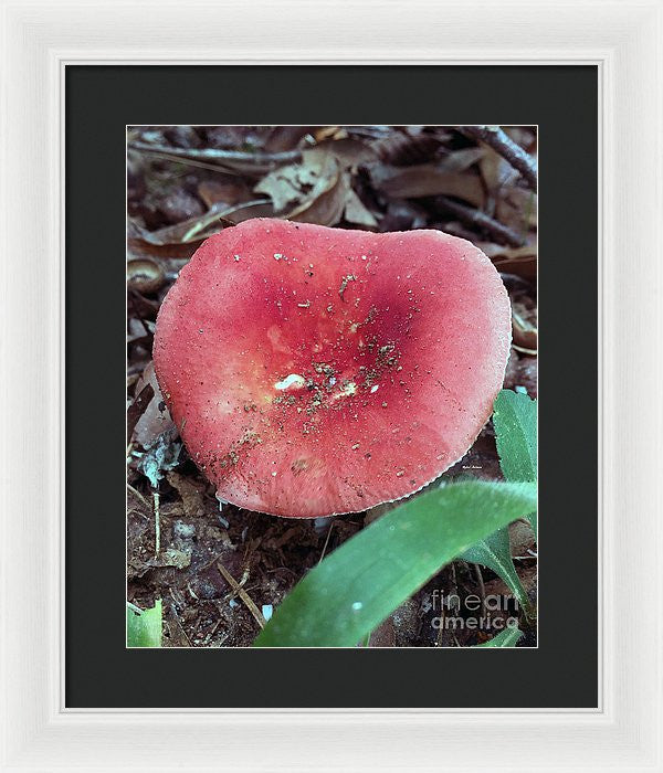 Framed Print - Mushrooms In The Woods