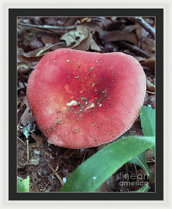 Framed Print - Mushrooms In The Woods