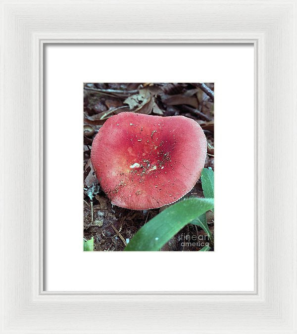 Framed Print - Mushrooms In The Woods