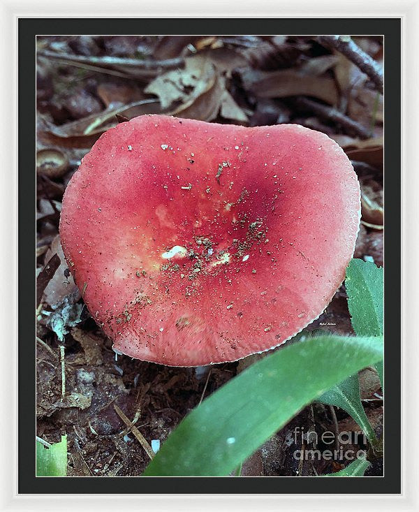 Framed Print - Mushrooms In The Woods