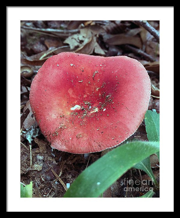 Framed Print - Mushrooms In The Woods