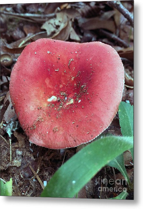 Metal Print - Mushrooms In The Woods