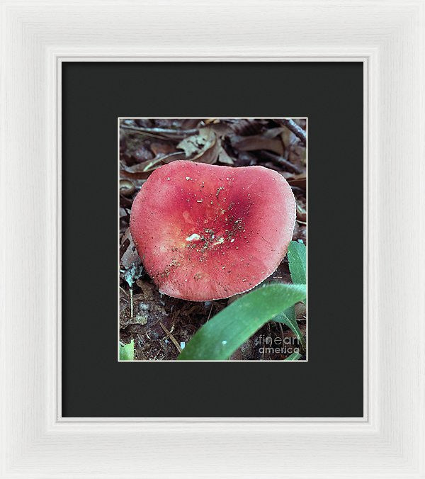 Framed Print - Mushrooms In The Woods