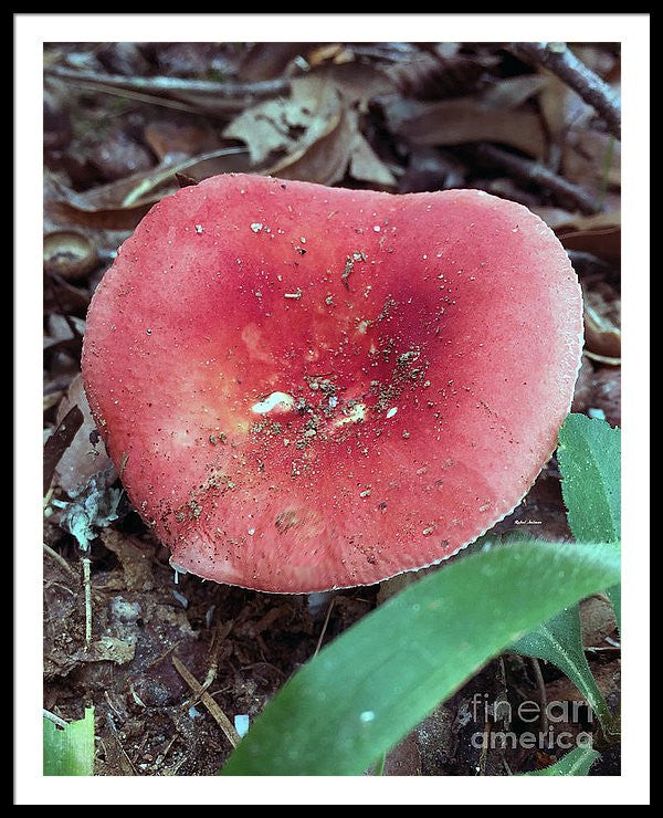 Framed Print - Mushrooms In The Woods