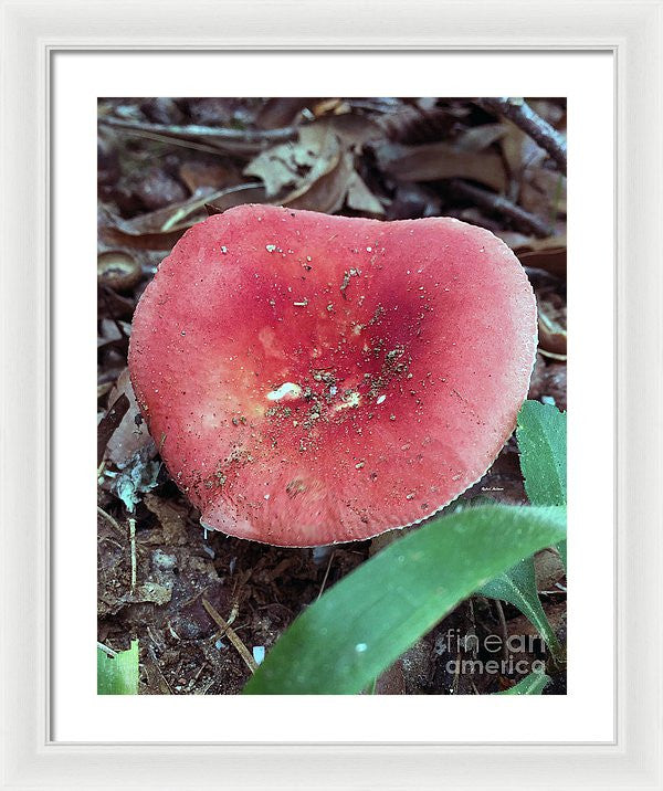 Framed Print - Mushrooms In The Woods