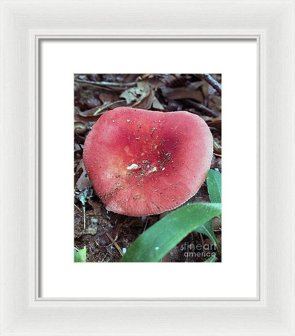 Framed Print - Mushrooms In The Woods