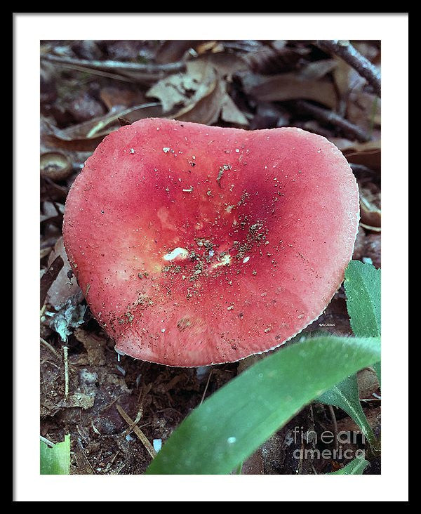 Framed Print - Mushrooms In The Woods