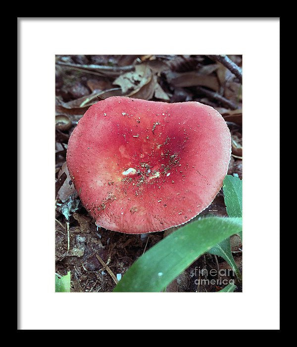 Framed Print - Mushrooms In The Woods