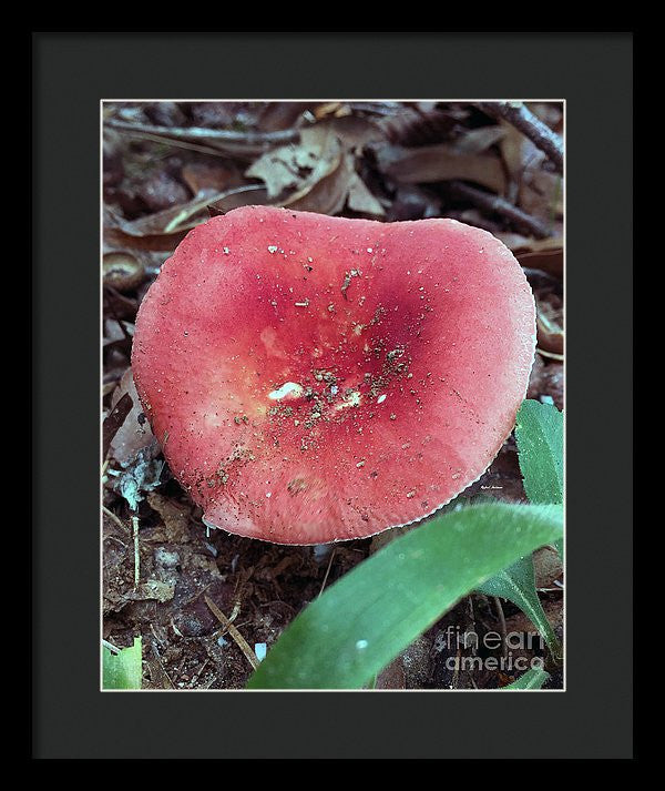 Framed Print - Mushrooms In The Woods