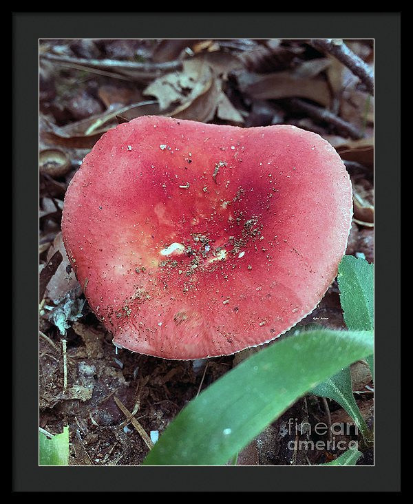 Framed Print - Mushrooms In The Woods