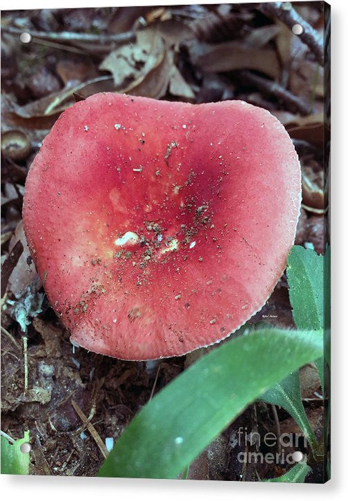 Acrylic Print - Mushrooms In The Woods