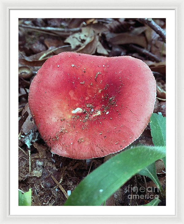 Framed Print - Mushrooms In The Woods