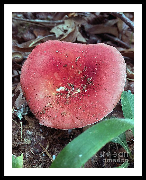 Framed Print - Mushrooms In The Woods