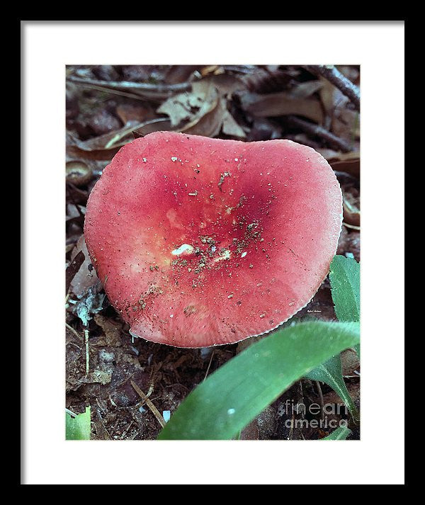 Framed Print - Mushrooms In The Woods