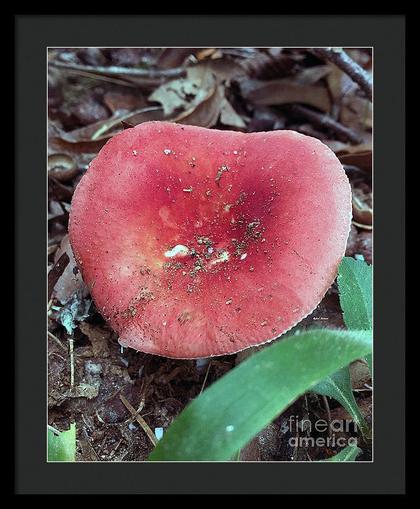 Framed Print - Mushrooms In The Woods