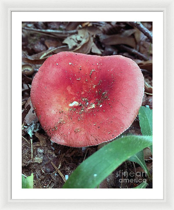 Framed Print - Mushrooms In The Woods