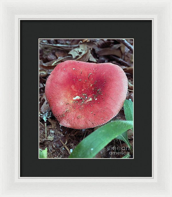 Framed Print - Mushrooms In The Woods