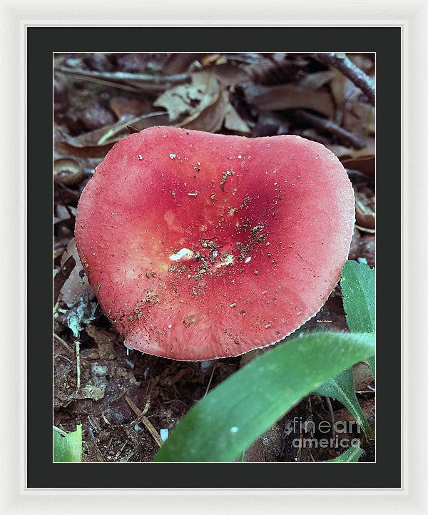 Framed Print - Mushrooms In The Woods