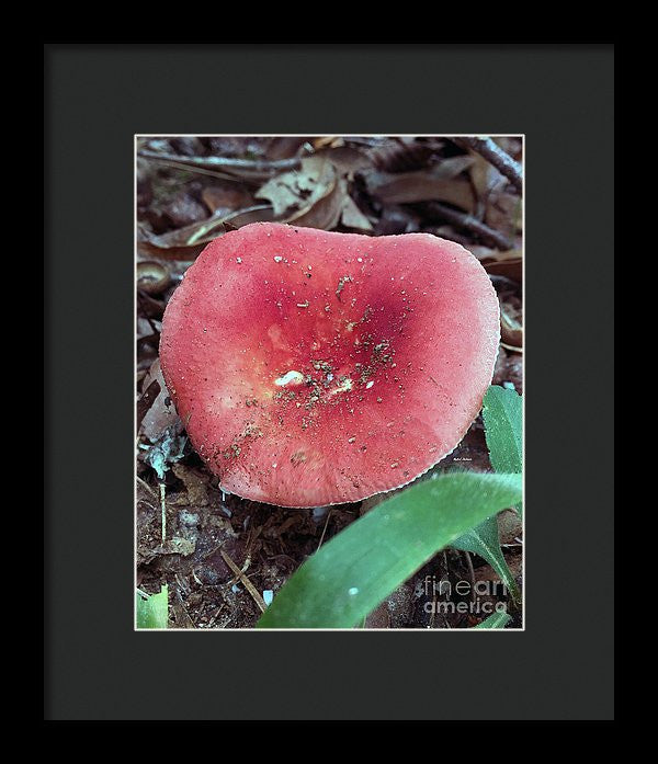 Framed Print - Mushrooms In The Woods