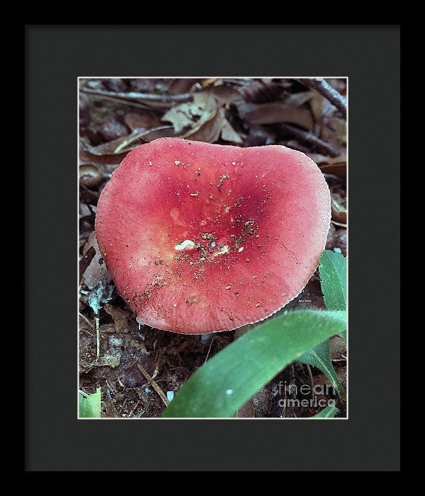 Framed Print - Mushrooms In The Woods